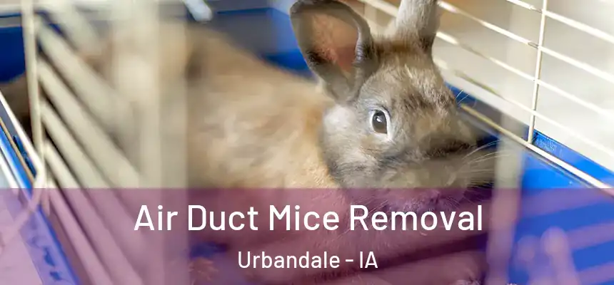 Air Duct Mice Removal Urbandale - IA